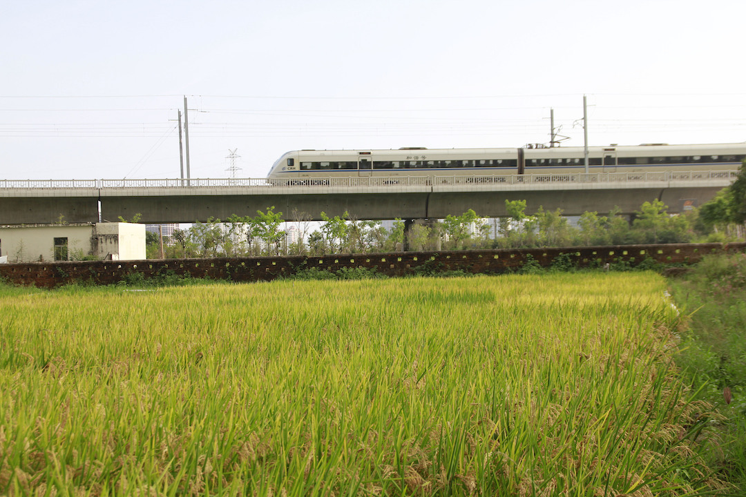 海南三亞：已建成南繁高標(biāo)準(zhǔn)農(nóng)田2426萬(wàn)畝 415家種企落戶